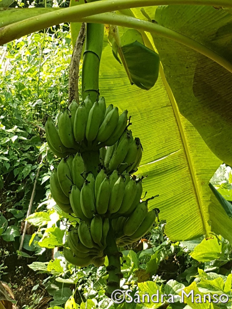 thaïlande régime de bananes