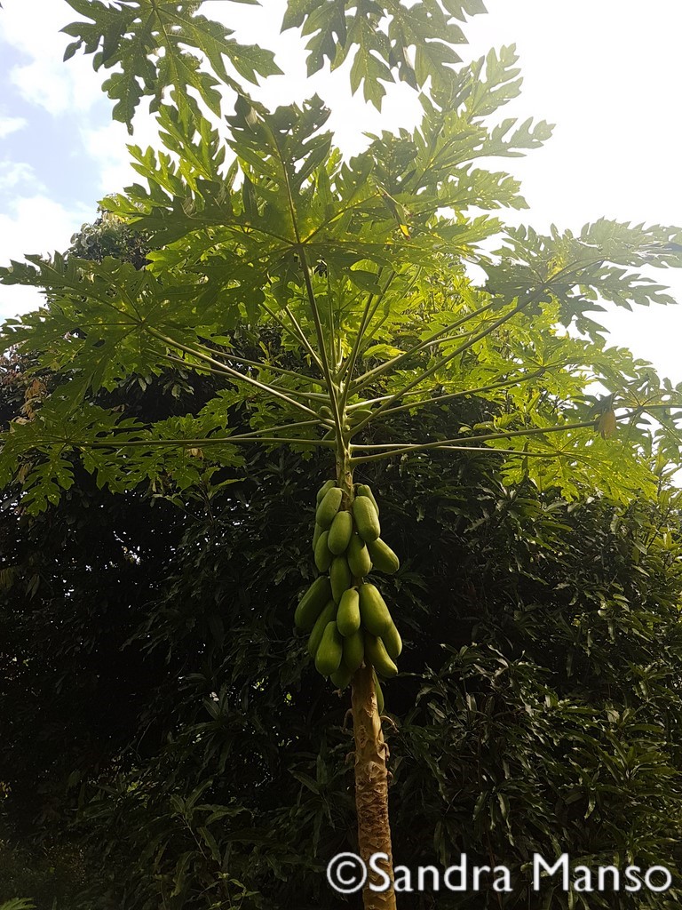 thaïlande papayer fruit 