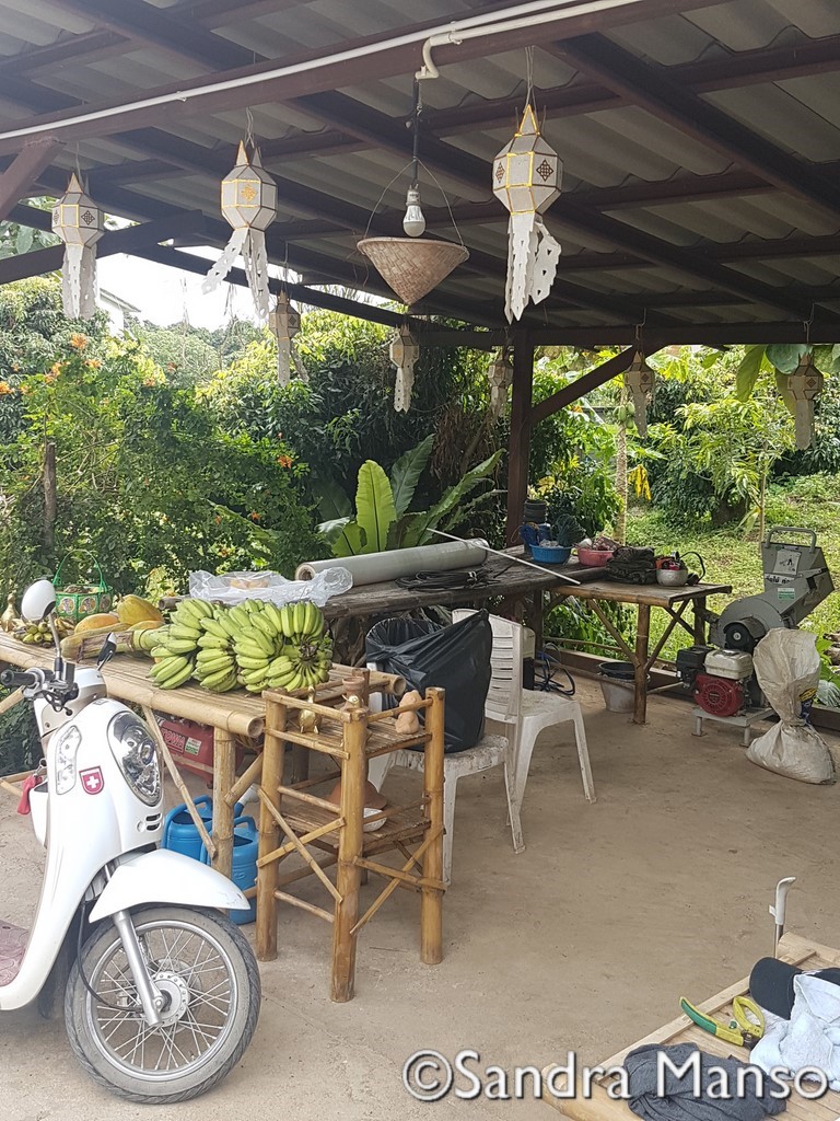 thaïlande récolte fruit jardin