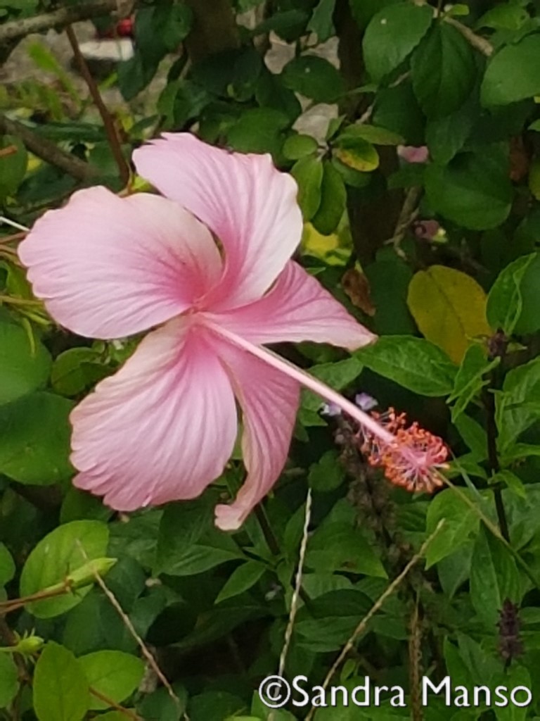 thaïlande hibiscus rose