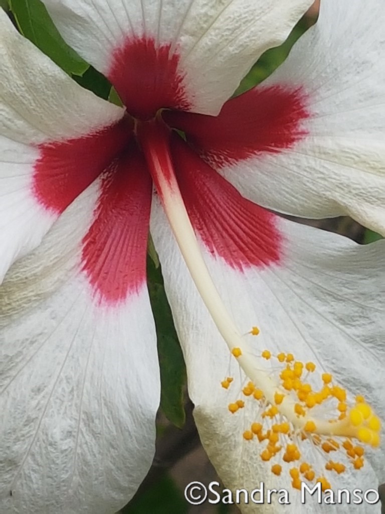 thaïlande hibiscus blanc