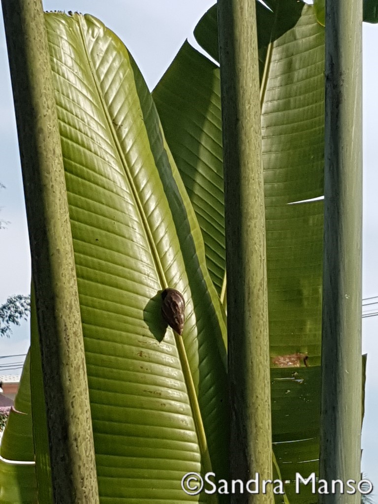 thaïlande escargot bananier