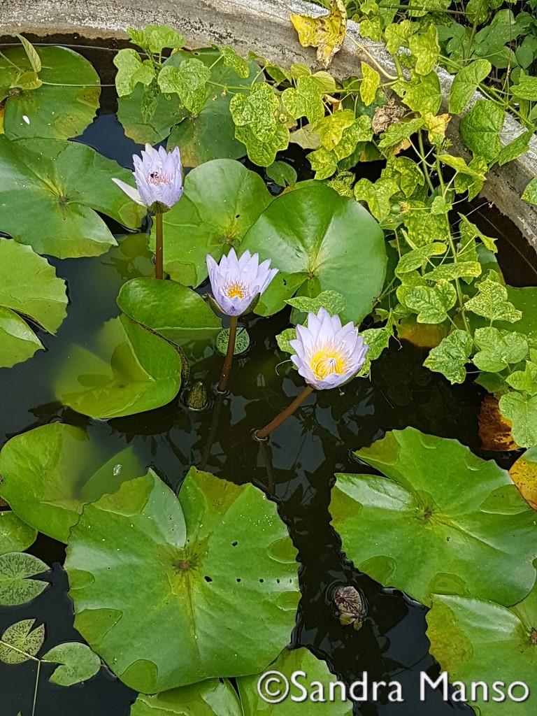 thaïlande lotus mauve après midi