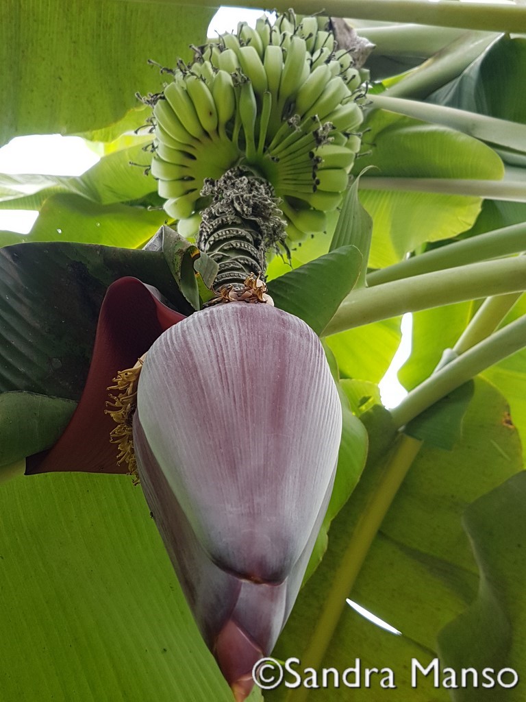 thaïlande fleur de bananier