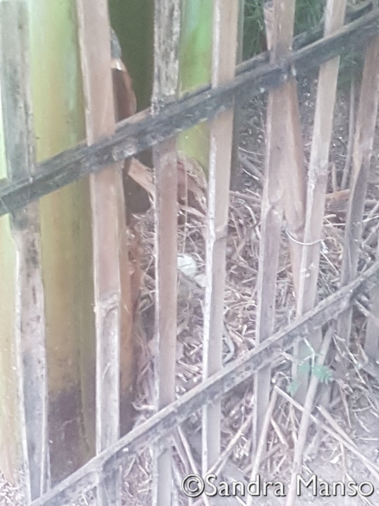 thaïlande nid éclosion oeuf bébé canneton