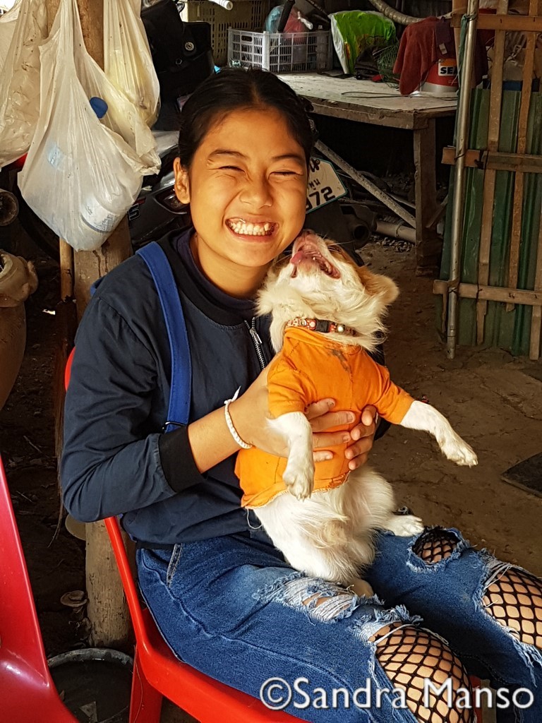 thaïlande chien calin