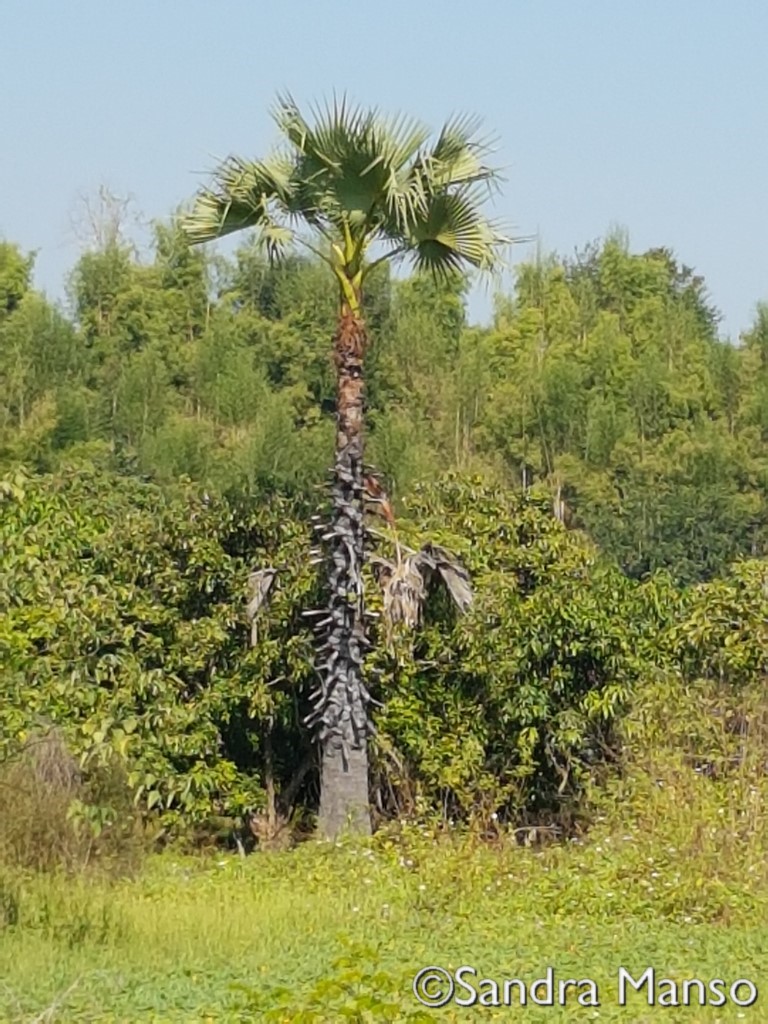 thaïlande palmier