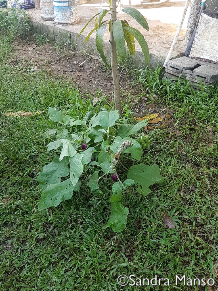 thaïlande plantes
