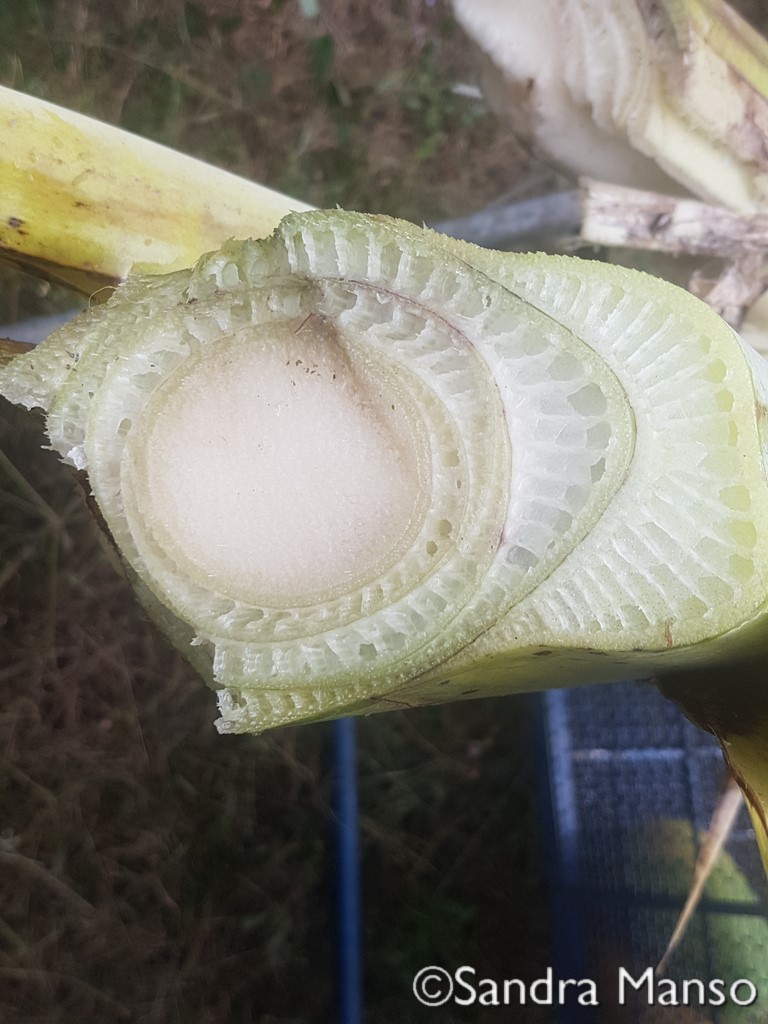 thaïlande coeur bananier