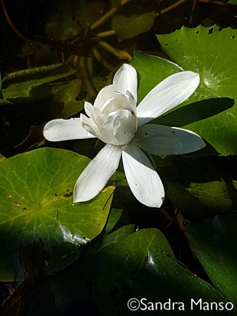 thaïlande lotus blanc