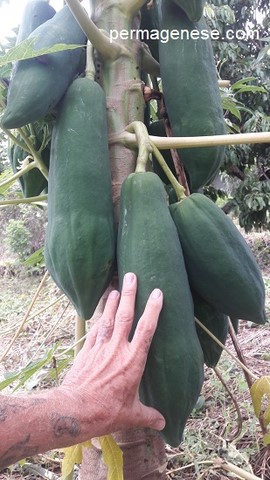 Grosse papaye 40cm de long