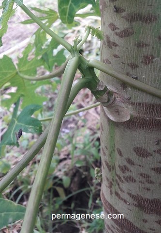ramification du tronc de papayer