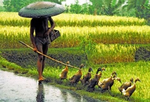 Des canards dans la riziere stage permaculture thailande
