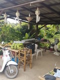 thaïlande récolte fruit jardin