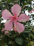 thaïlande hibiscus rose