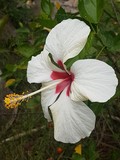 thaïlande hibiscus blanc