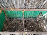 thaïlande nid poulailer canard