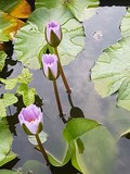 thaïlande lotus mauve matin