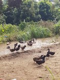 thaïlande eau rizière canard