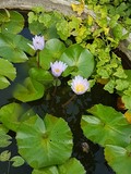 thaïlande lotus mauve après midi