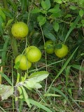 thaïlande arbre citronnier