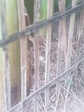thaïlande nid éclosion oeuf bébé canneton