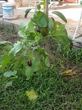 thaïlande aubergine