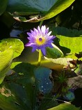 thaïlande lotus mauve